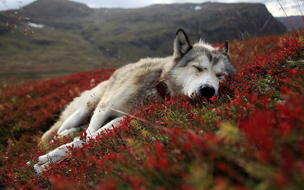 wolf lying on red petaled flower field during daytime HD wallpaper