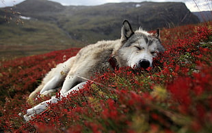 wolf lying on red petaled flower field during daytime