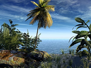 green coconut tree, palm trees HD wallpaper
