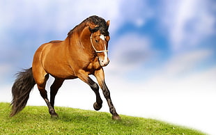 brown horse, horse
