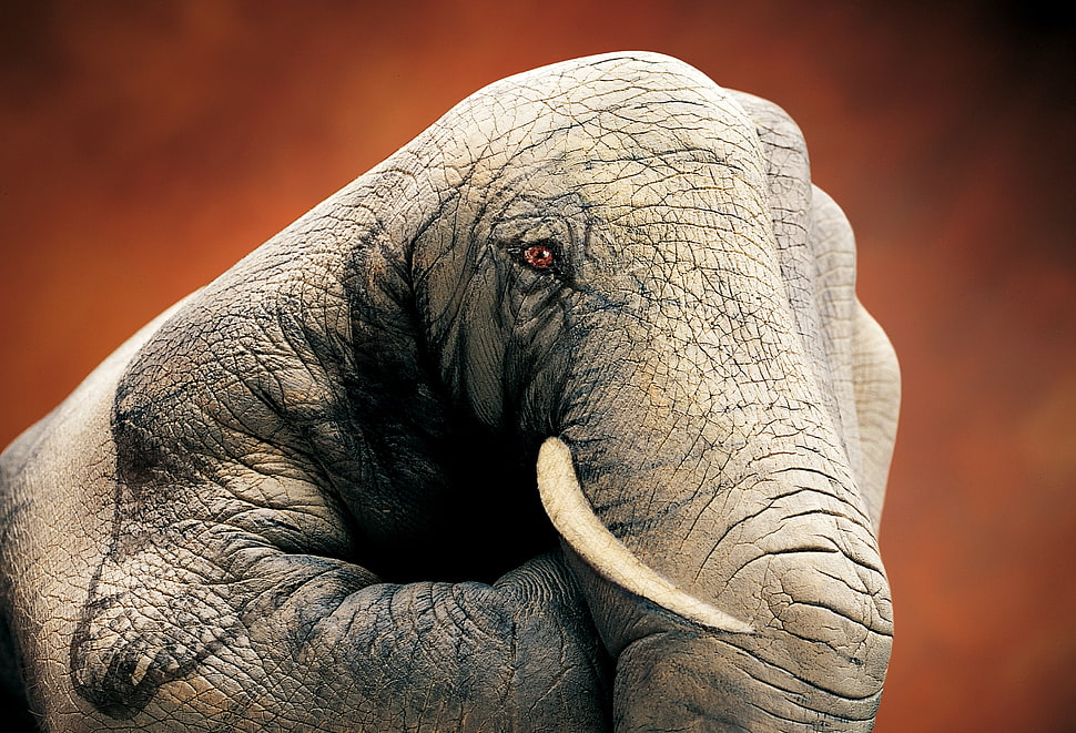 gray elephant hand art, hands, elephant, drawing HD wallpaper