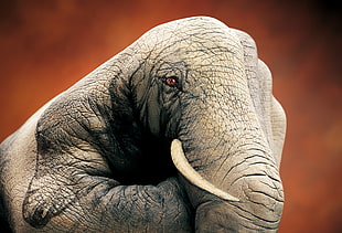 gray elephant hand art, hands, elephant, drawing