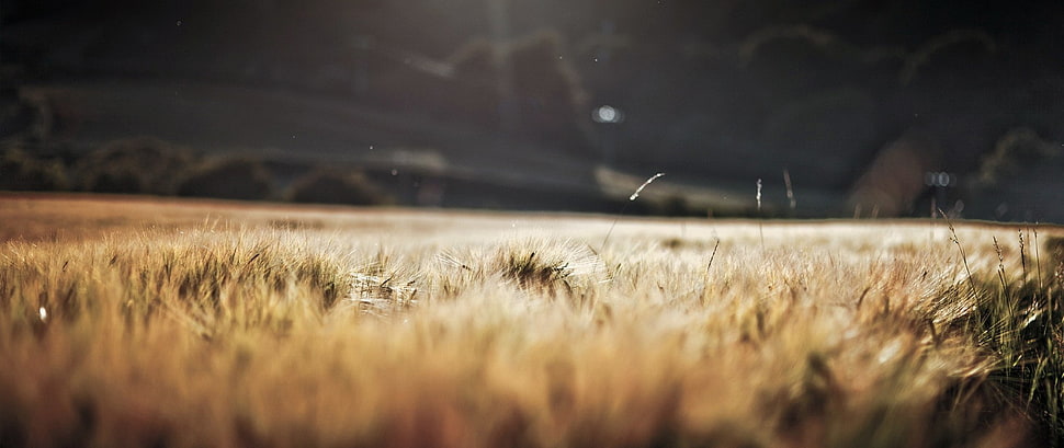 brown grass, ultra-wide, depth of field, nature HD wallpaper