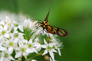 Amata Wasp Moth perched on white petaled flowers HD wallpaper