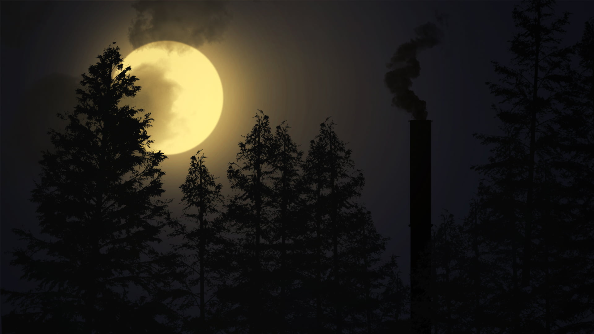 pine trees and moon, night, moon rays, landscape, pine trees