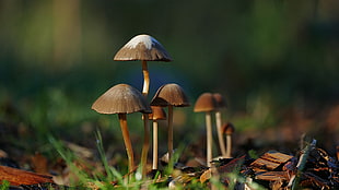 selective focus photography of seven mushrooms, panaeolus sphinctrinus HD wallpaper