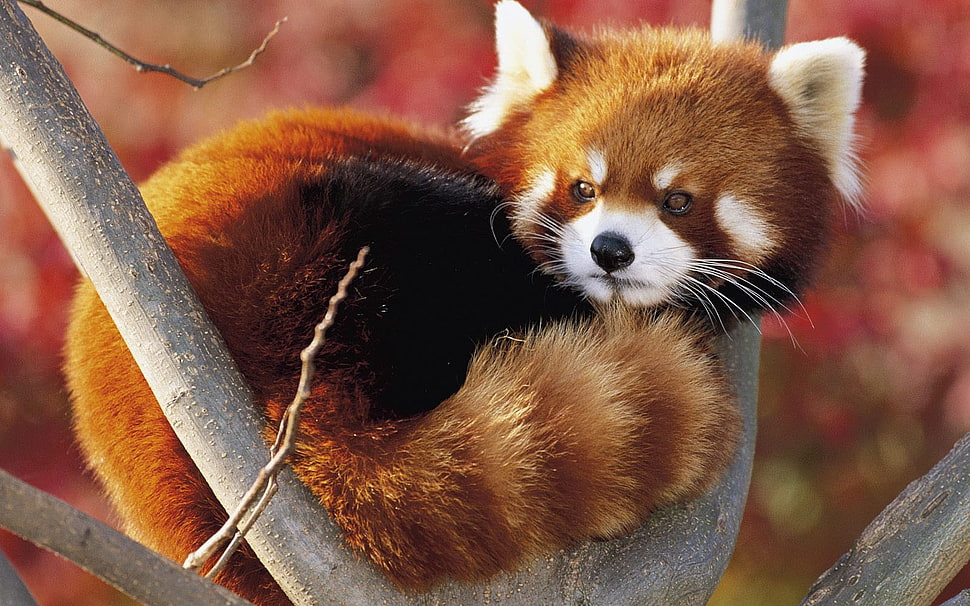 red panda, animals, red panda HD wallpaper