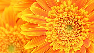 close up photo of Sunflower