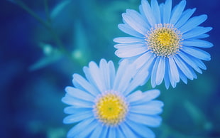 depth of field photography of daisy flowers