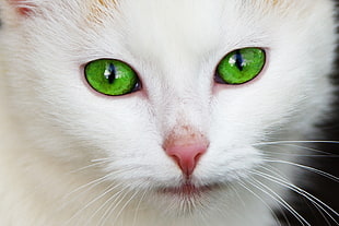 photography of white fur cat HD wallpaper