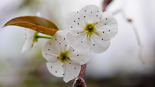two white 5-petaled flowers HD wallpaper