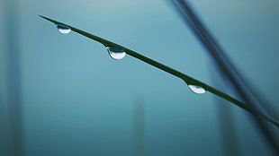 water dew on green plantm