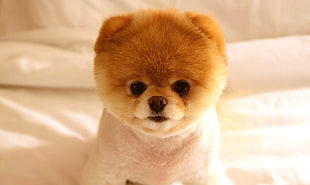 brown Boo Pomeranian