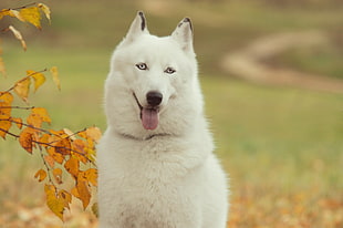 white wolf during day time