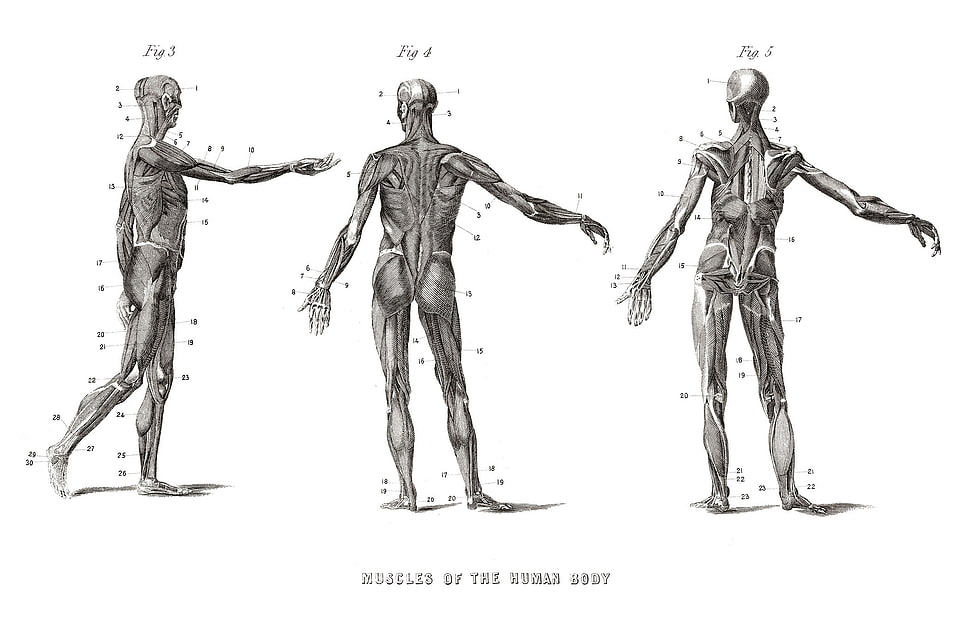 three human illustrations, science HD wallpaper