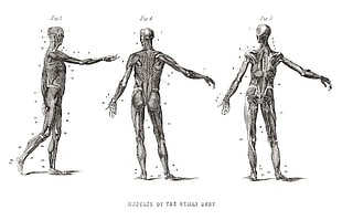 three human illustrations, science