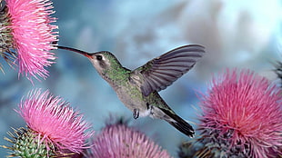 green and white humming bird flying near pink flowers