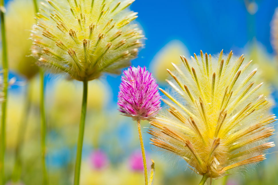 pink and yellow Gomphrena and petaled flowers HD wallpaper