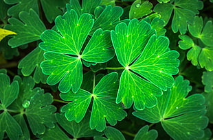 green fan shape leaves