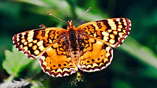 close up photography of orange and white butterfly