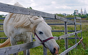 white horse in cage