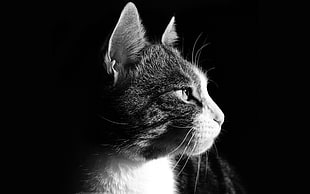 grayscale photography of cat
