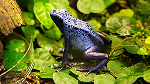 purple toad on green leaf, azureus HD wallpaper