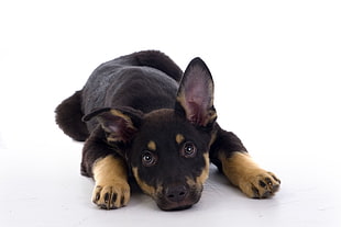 black and tan German Shepherd puppy