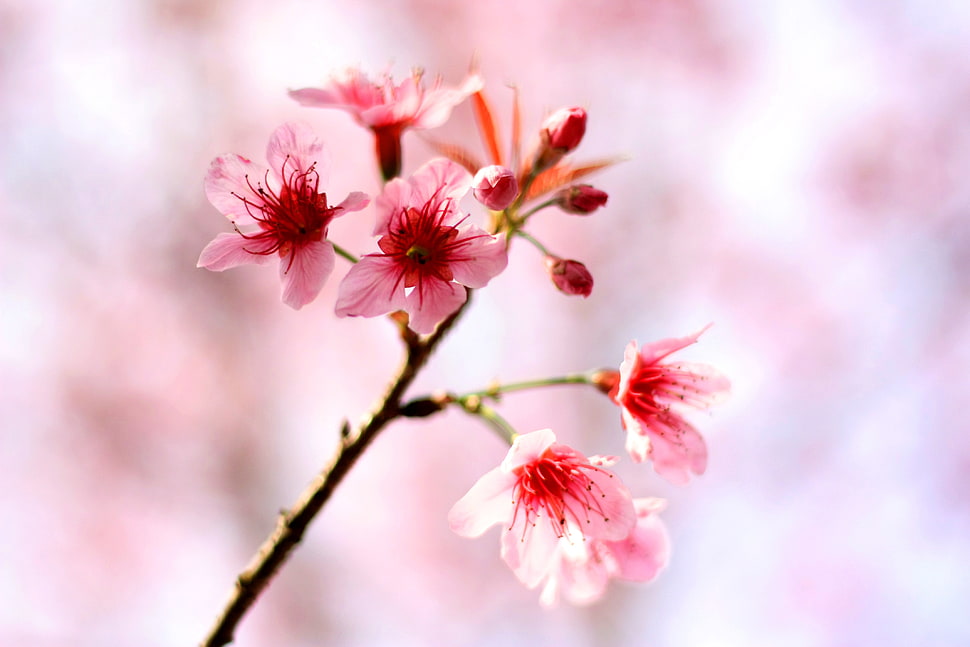 selective focus of pink petaled flower HD wallpaper