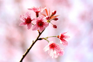 selective focus of pink petaled flower