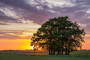 photo of green trees during sunrise