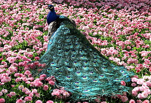 green Peacock on bed of pink flowers