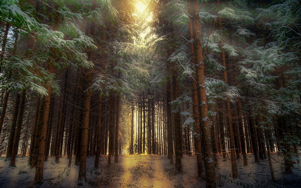 green pine trees, forest, nature, trees, winter HD wallpaper
