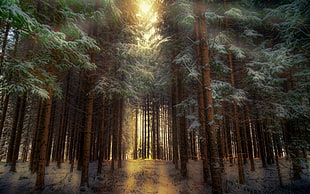 green pine trees, forest, nature, trees, winter