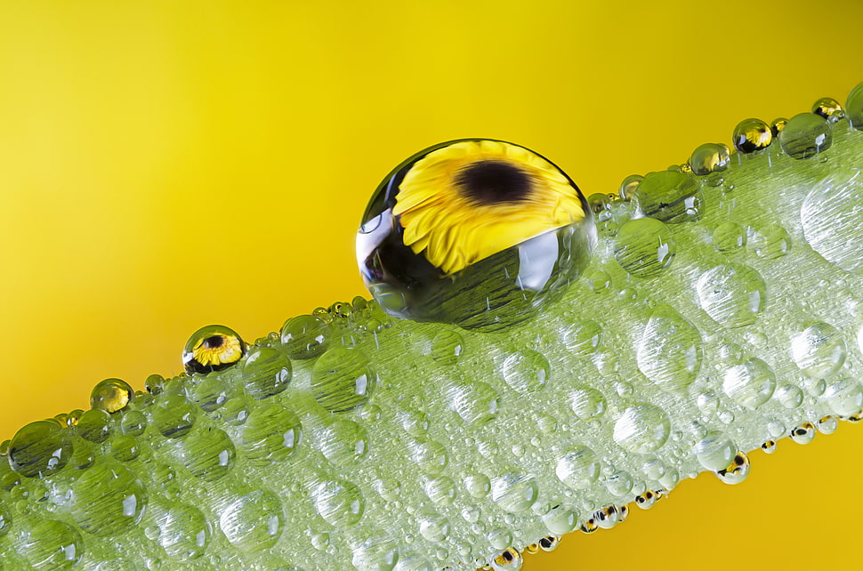 green stem with dew macro-photo HD wallpaper