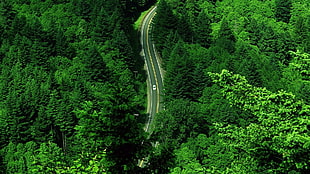 green and white wooden rocking chair, forest, road, landscape, aerial view