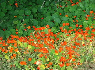 orange flowers photo during daytime
