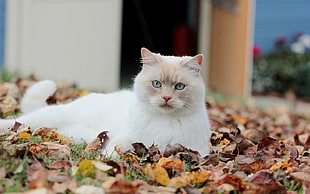 short-furred white cat, animals, cat