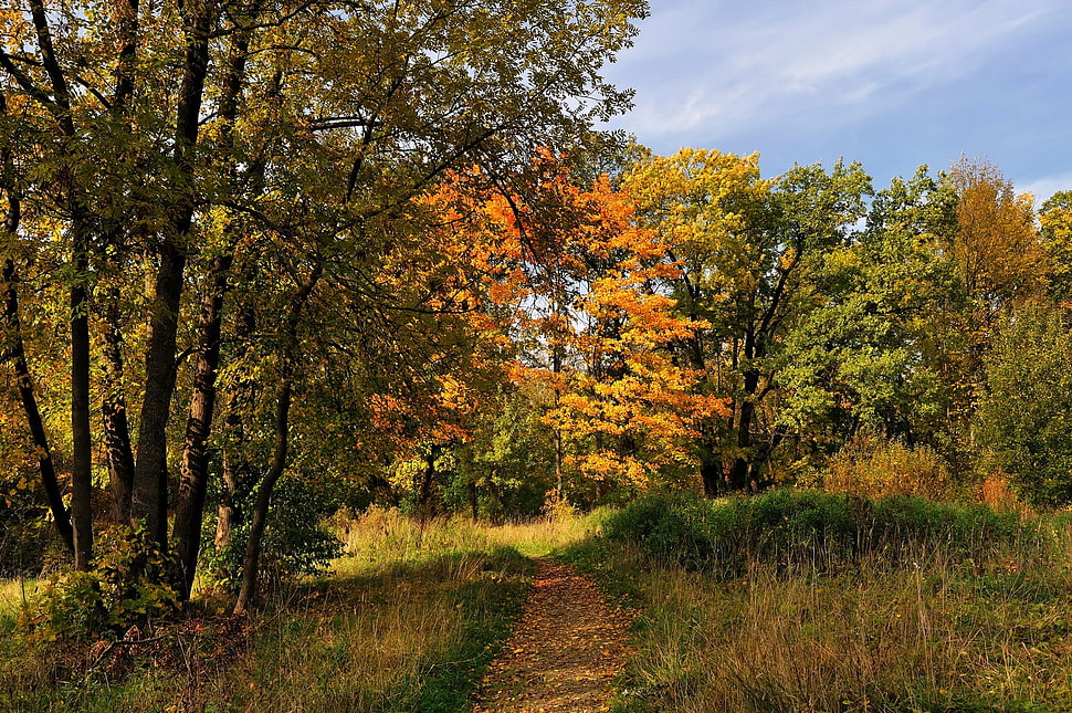 landscape of green trees HD wallpaper