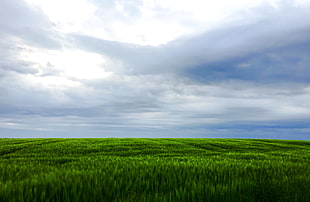 green field under cloudy sky during daytime HD wallpaper