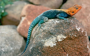 depth of field photography of teal, blue, and orange scale lizard on rock