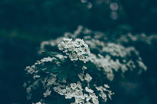 white cluster flower, Flowers, Bloom, Spring