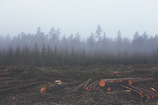 tree logs, mist, forest, wood, nature HD wallpaper