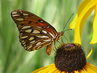 brow and white butterfly in flower