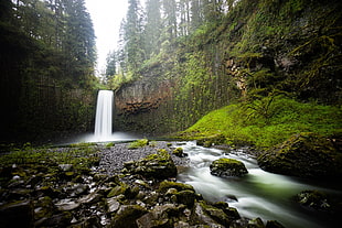 forest waterfalls, nature, waterfall, rock, moss