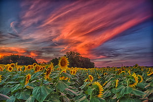 photography of field of yellow sunflower during golden hour HD wallpaper