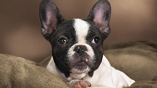 photo of black and white French Bulldog