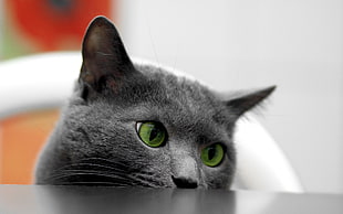 short-coated black cat with green eyes