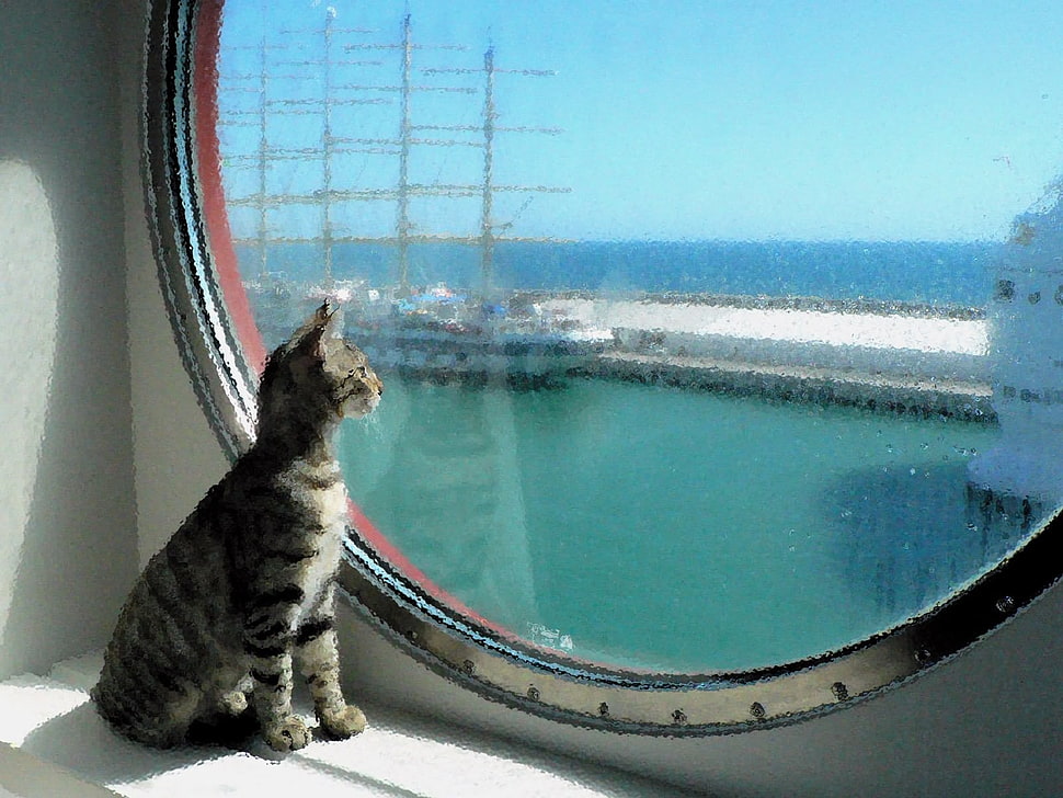 gray and white cat near panel glass inside room HD wallpaper