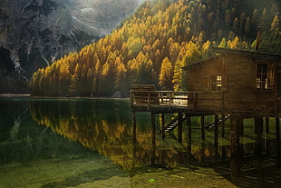 brown cabin, landscape, nature, fall, forest